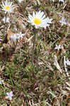 Carolina anemone